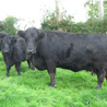 Welsh Black